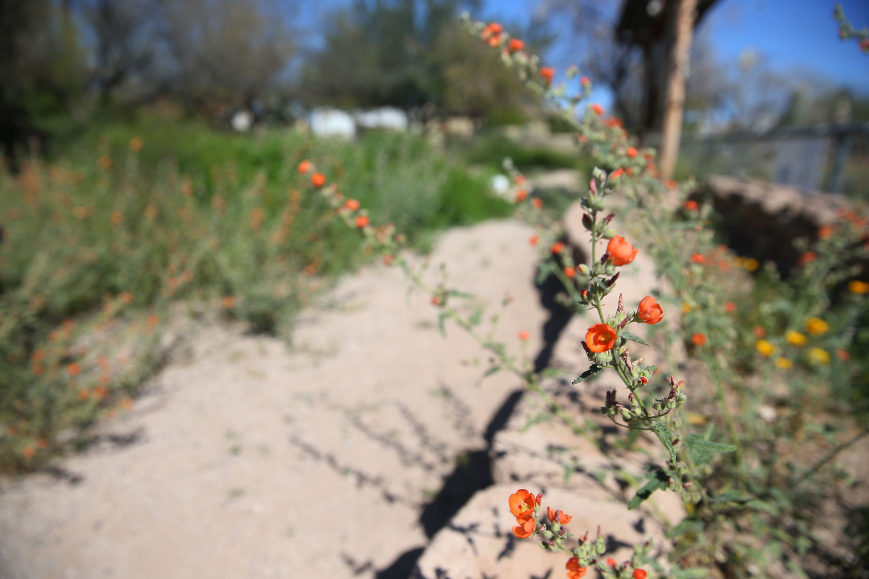 Wildflowers around Tucson, 2020